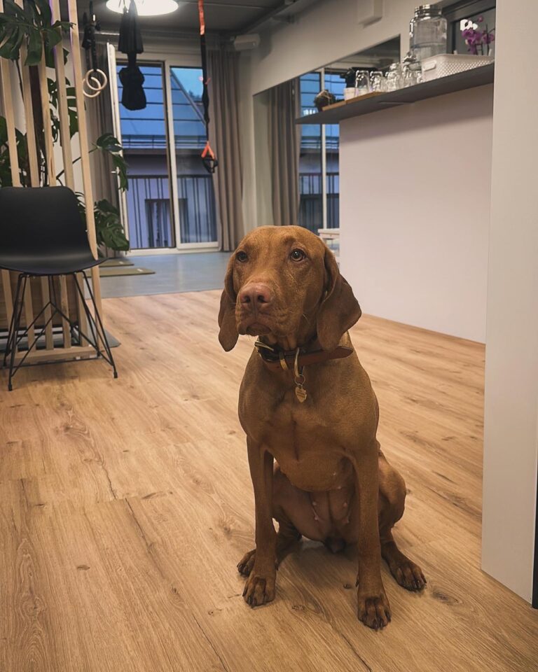 Praxishündin Freya im Therapiezentrum Baar - Physiotherapie und Longevity in der Region Zug